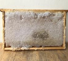Big honeycombs frames from Kazakhstan