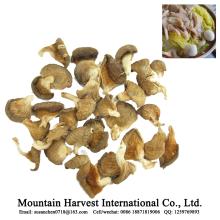 Dried  Oyster  Mushroom with BRC ISO HACCP FDA