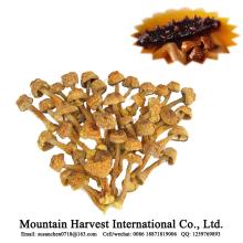 BRC ISO HACCP FDA Proved New Crop Harvest Kitchen Food Dried Agaricus Blazei  Murill  Mushroom