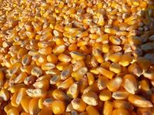 Yellow Corn Grade # 2