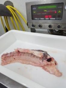 Cod Backbones for sale. 30% Discount prices