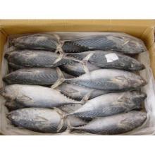 Frozen  Tuna ,  Tuna   Loin ,  Steak  for sale. 30% discount