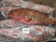 Frozen Reef Cod Fish for sale. 30% discount