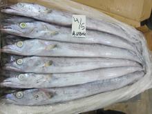Frozen Ribbon Fish for sale. 30% Discount