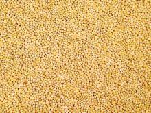 Organic Hulled Millet. 30% Discount available
