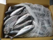 FROZEN HORSE MACKEREL FISH WHOLE ROUND
