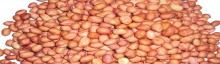Raw Peanuts Kernels without shell and without shell (Bold & Java) on 30% discount now