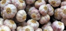 Fresh / Frozen / Dried Garlic for sale on 30% discount now