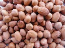 Quality Java & Bold peanut kernels, groundnut, blanched 30% discount now