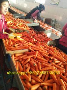 China red carrot 150g, fresh carrot export price