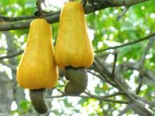 Raw and Processed Cashew Nuts For Sale