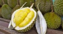 Fresh  durian   fruit s