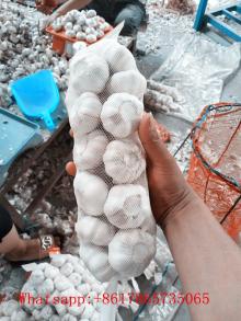 China fresh garlic, red garlic supply, white garlic  bulk  sale