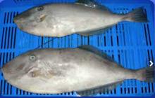 Leather Jacket Fish