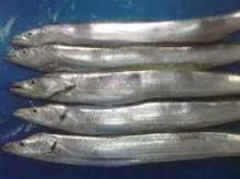 Fresh/Frozen Ribbon Fish