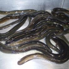  Live   Eel s