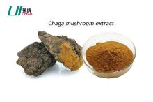  Chaga   mushroom   extract  for anti immunity