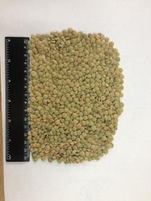 Green Lentils