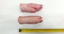 Pork front feet with toes 15 cm
