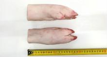 Pork hind feet with toes 18 cm