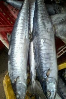 Whole Round Frozen Spanish Mackerel ( Tenggiri )