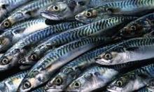 Top Quality Frozen Ribbon Fish by a  Lead ing Seafood Exporter