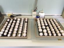 Bird Eggs