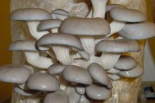  Fresh   Oyster  Mushrooms