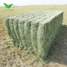 Alfafa hay and  seed s