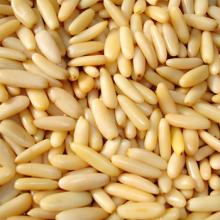  Pine   Nut s Best Quality
