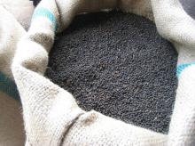 Black Pepper