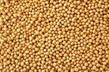 high quality grade yellow soybean grains whole sales price