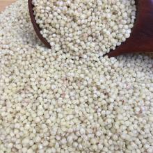 WHITE  SORGHUM 