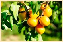 Canned Apricot halves in L/S