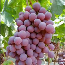 FRESH TASTY & SWEET GRAPES (SEEDLESS SUPERIOR)