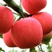 New Crop Brazilian 20kgs/carton fresh fruit red fuji apples