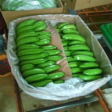 Fresh Cavendish Bananas from Brazil