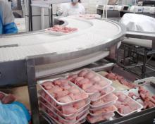 Frozen chicken directly from the producers for very competitive prices
