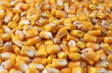 best quality yellow corn for human and feed