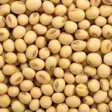 high quality grade yellow soybean grains