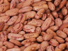 high quality grade sugar beans best price