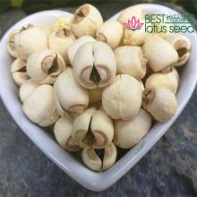 Dried Handmade Lotus Seed Nut Kernel with Core Plumele Lotus Extract Manufacture Wholesaler Supplier