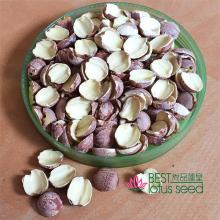 Dried Half  Red  Lotus  Seed  Nut  Kernel  Lotus Extract Paste Manufacture Wholesaler Exporter Supplier