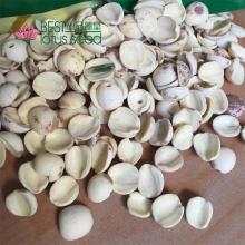 Dried Half White Lotus Seed Nut Kernel Lotus Extract Paste Manufacture Wholesaler Exporter Supplier