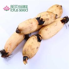 Fresh Frozen Edible Lotus Root Rhizome Vegetable Manufacture Wholesaler Exporter Supplier