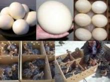 Ostrich Eggs for sale