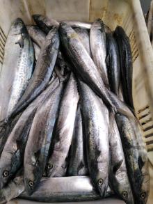 frozen spanish mackerel