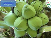 FRESH COCONUT