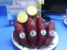 Sweet Potato