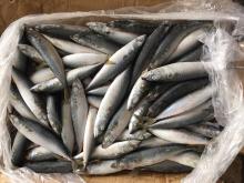 Frozen pacific mackerel 6-8pieces/kg